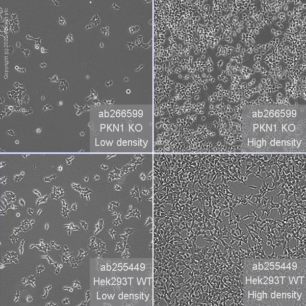 Cell Culture - Human PKN1 knockout HEK-293T cell line (AB266599)