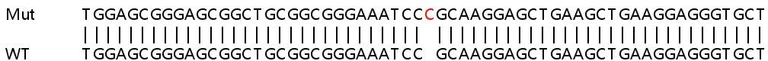 Sanger Sequencing - Human PKN1 knockout HEK-293T cell line (AB266599)