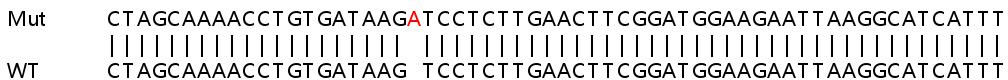 Sanger Sequencing - Human PKN2 knockout HCT116 cell lysate (AB258588), expandable thumbnail
