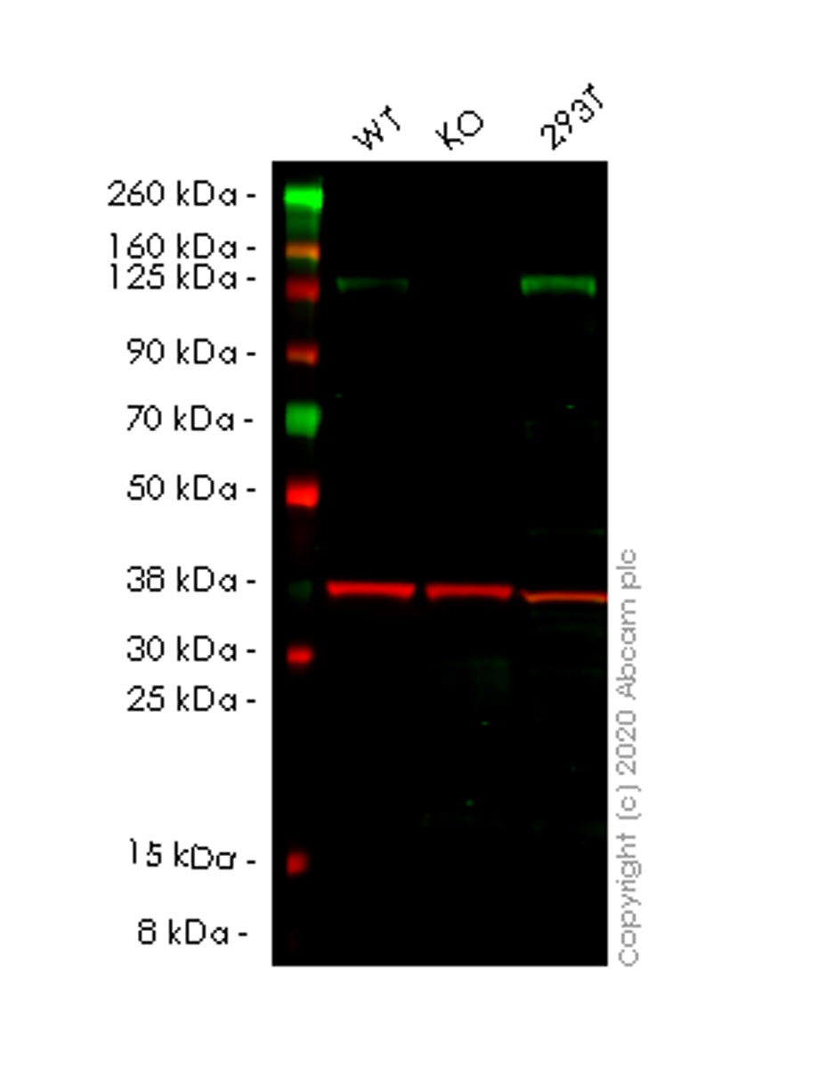 Western blot - Human PKN2 knockout HCT116 cell lysate (AB258588), expandable thumbnail