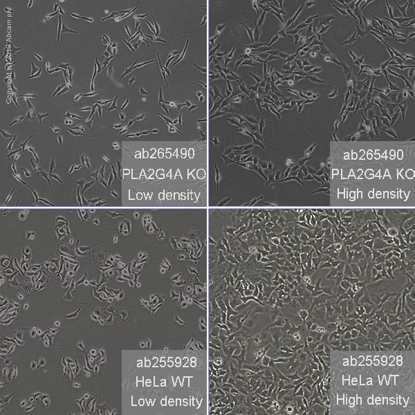 Cell Culture - Human PLA2G4A (Cytosolic Phospholipase A2) knockout HeLa cell line (AB265490)
