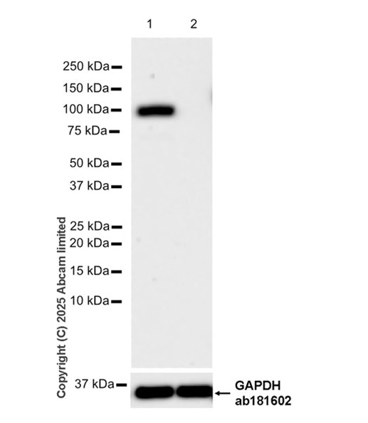 Human PLA2G4A (Cytosolic Phospholipase A2) knockout HeLa cell line