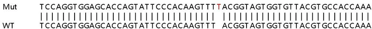 Sanger Sequencing - Human PLA2G4A (Cytosolic Phospholipase A2) knockout HeLa cell lysate (AB257133)