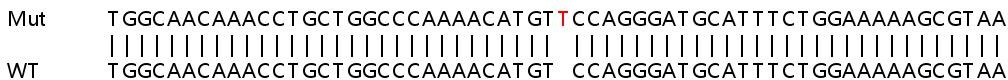 Sanger Sequencing - Human Plcb1 (Phospholipase C beta 1) knockout HeLa cell line (AB266033), expandable thumbnail