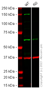 Western blot - Human PLCB3 (Phospholipase C beta 3) knockout HeLa cell line (AB266034)