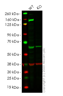 Western blot - Human PLCG1 (Phospholipase C gamma 1/PLC-gamma-1) knockout HEK-293T cell lysate (AB257590)