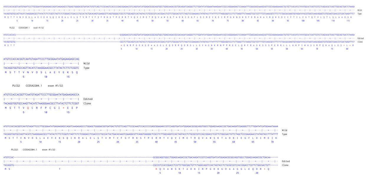 Human PLCG2 knockout HCT116 cell line