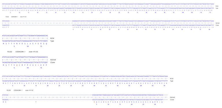 Next Generation Sequencing - Human PLCG2 knockout HCT116 cell line (AB301166)