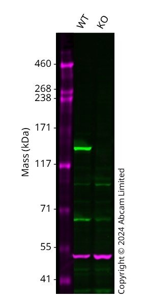 Western blot - Human PLCG2 knockout HCT116 cell line (AB301166)