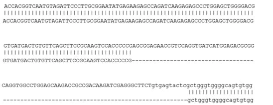 Sanger Sequencing - Human PLCG2 knockout THP-1 cell line (AB308482)