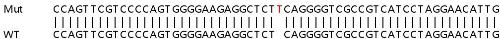 Sanger Sequencing - Human PLD2 knockout HeLa cell lysate (AB259045), expandable thumbnail