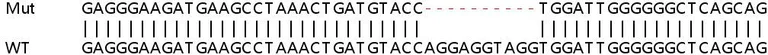 Sanger Sequencing - Human PLD3 knockout HEK-293T cell line (AB266563)
