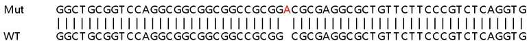 Sanger Sequencing - Human PLD6 knockout HEK-293T cell lysate (AB258590)
