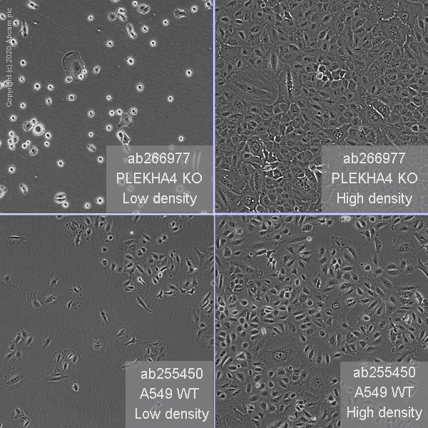 Human PLEKHA4 knockout A549 cell line