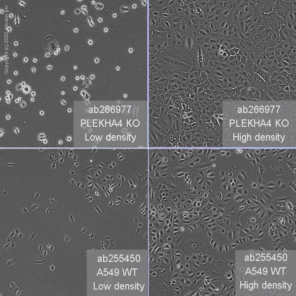 Cell Culture - Human PLEKHA4 knockout A549 cell line (AB266977)