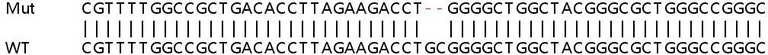Sanger Sequencing - Human PLEKHA4 knockout A549 cell line (AB266977)