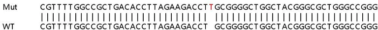 Sanger Sequencing - Human PLEKHA4 knockout A549 cell line (AB266977)