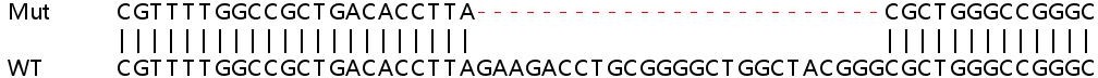 Sanger Sequencing - Human PLEKHA4 knockout A549 cell line (AB266978), expandable thumbnail