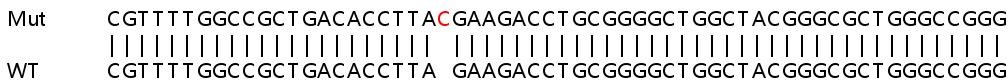 Sanger Sequencing - Human PLEKHA4 knockout A549 cell line (AB266978), expandable thumbnail