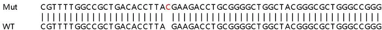 Sanger Sequencing - Human PLEKHA4 knockout A549 cell line (AB266978)