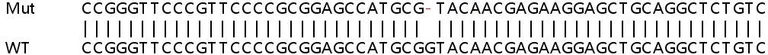Sanger Sequencing - Human PLEKHJ1 (GNRPX) knockout HEK-293T cell line (AB266645)