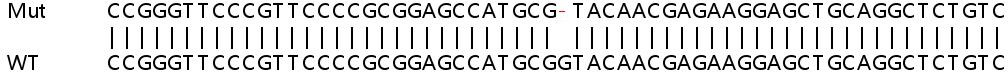 Sanger Sequencing - Human PLEKHJ1 (GNRPX) knockout HEK-293T cell lysate (AB263302)