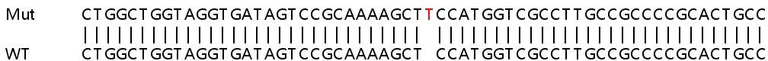 Sanger Sequencing - Human PLK2 knockout HeLa cell line (AB264810)
