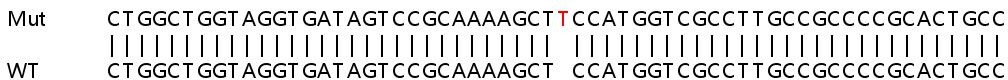 Sanger Sequencing - Human PLK2 knockout HeLa cell lysate (AB263303), expandable thumbnail