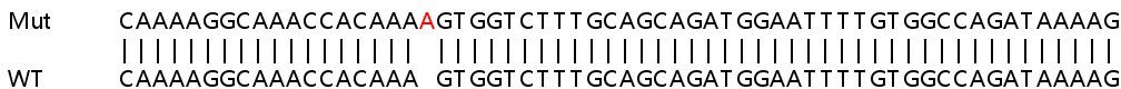 Sanger Sequencing - Human PLOD2 (PLOD2/LH2) knockout HEK-293T cell lysate (AB258591), expandable thumbnail