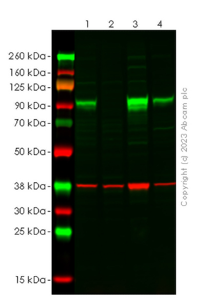 Western blot - Human PLOD2 (PLOD2/LH2) knockout HEK-293T cell lysate (AB258591), expandable thumbnail