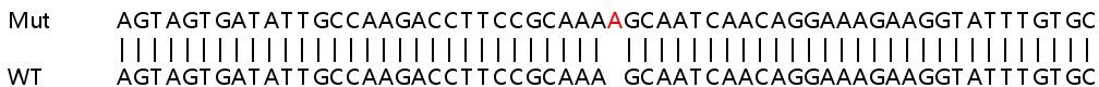 Human PLS3 (T Plastin/PLS3) knockout HEK-293T cell line