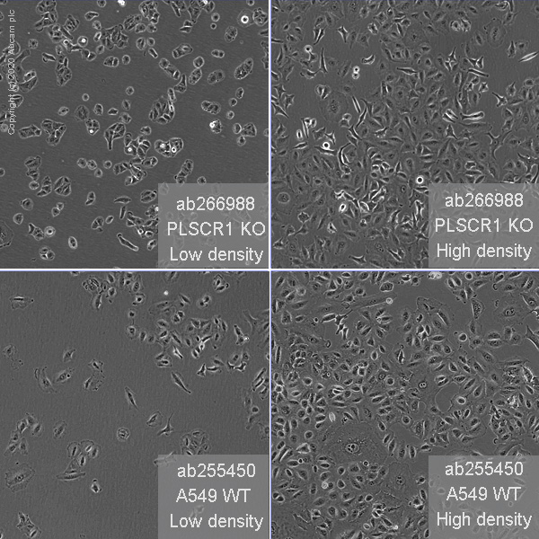 Human PLSCR1 (Scramblase 1) knockout A549 cell line