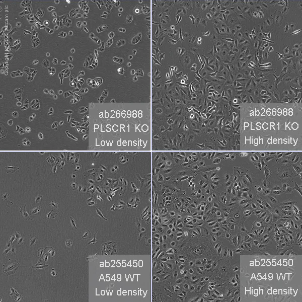Cell Culture - Human PLSCR1 (Scramblase 1) knockout A549 cell line (AB266988)
