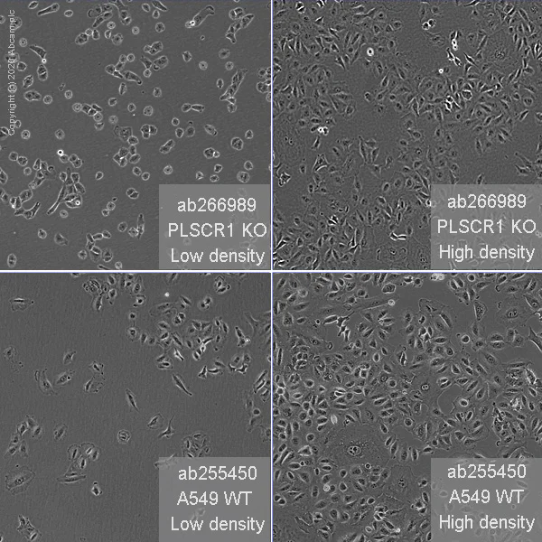Cell Culture - Human PLSCR1 (Scramblase 1) knockout A549 cell line (AB266989)