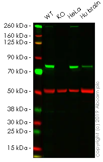 Western blot - Human PLXNB2 (Plexin B2/MM1) knockout HEK-293 cell line (AB269468)