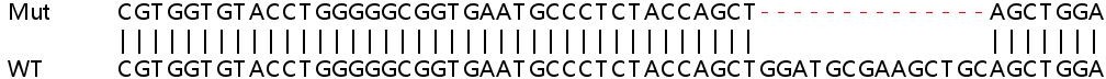 Sanger Sequencing - Human PLXNB2 (Plexin B2/MM1) knockout HeLa cell line (AB265412), expandable thumbnail