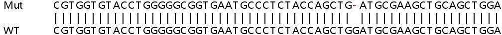 Sanger Sequencing - Human PLXNB2 (Plexin B2/MM1) knockout HeLa cell line (AB265412), expandable thumbnail