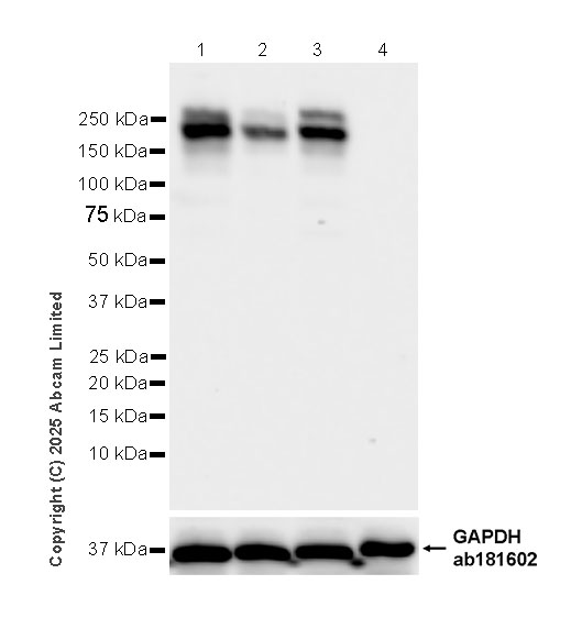 Western blot - Human PLXNB2 (Plexin B2/MM1) knockout HeLa cell line (AB265412), expandable thumbnail
