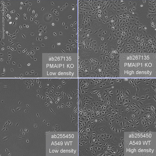 Cell Culture - Human PMAIP1 (Noxa) knockout A549 cell line (AB267135), expandable thumbnail