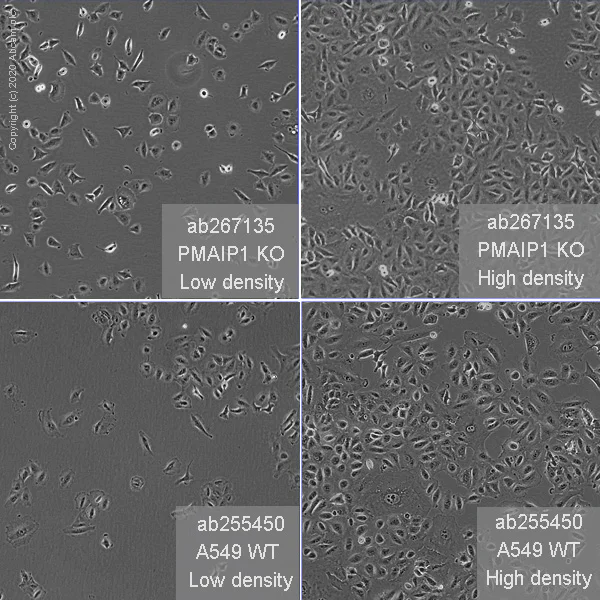 Cell Culture - Human PMAIP1 (Noxa) knockout A549 cell line (AB267135)
