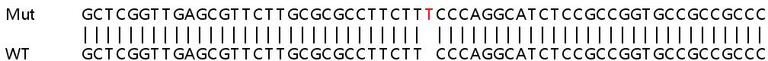 Sanger Sequencing - Human PMAIP1 (Noxa) knockout A549 cell line (AB267135)