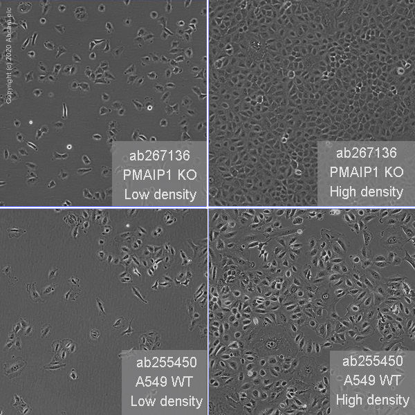 Human PMAIP1 (Noxa) knockout A549 cell line