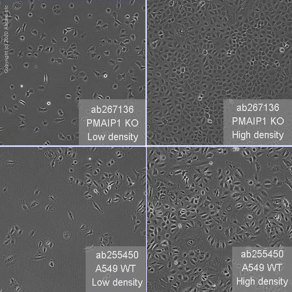 Cell Culture - Human PMAIP1 (Noxa) knockout A549 cell line (AB267136)