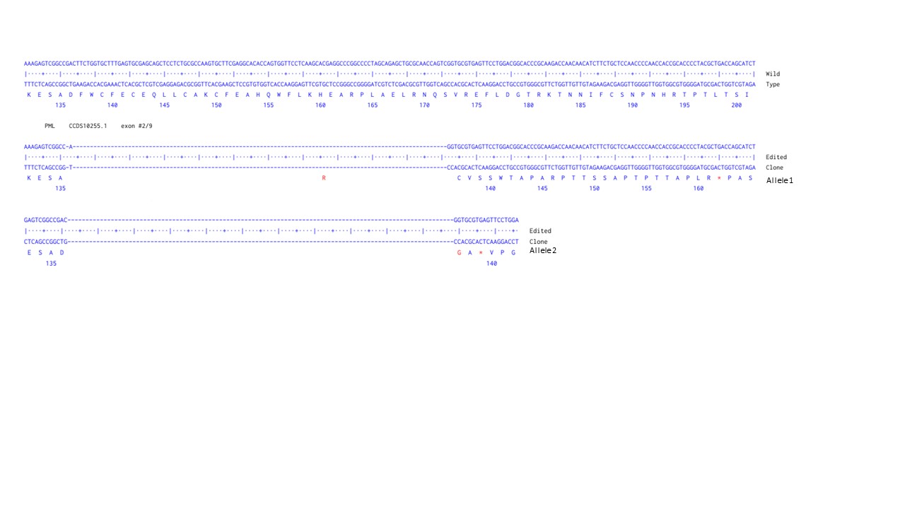 Human PML knockout U-87 MG cell line