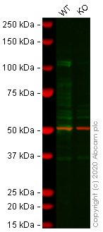 Western blot - Human PML (PML Protein) knockout A549 cell lysate (AB257082)