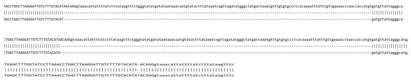 Sanger Sequencing - Human PMS1 Knockout A549 cell line (AB324214), expandable thumbnail