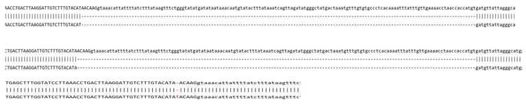 Sanger Sequencing - Human PMS1 Knockout A549 cell line (AB324214)