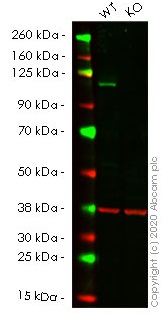 Western blot - Human PMS2 knockout HeLa cell lysate (AB257142), expandable thumbnail