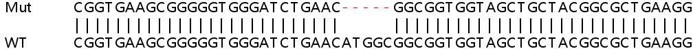 Human PNKD knockout HeLa cell lysate