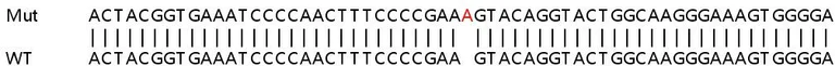 Sanger Sequencing - Human PNP (Nucleoside phosphorylase) knockout HEK-293T cell line (AB266158)